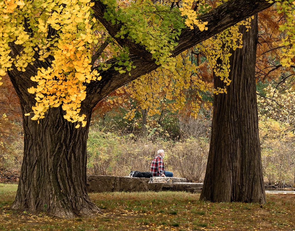 Forest Park by Mervyn Hurwitz