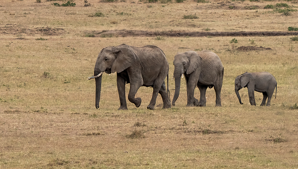 Elephants in the Mara by Mervyn Hurwitz