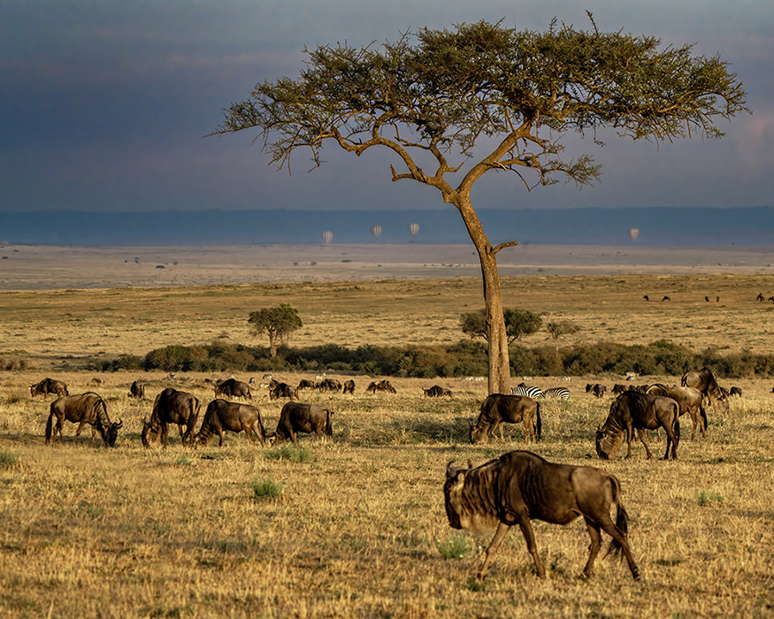 Mara Early Morning by Mervyn Hurwitz