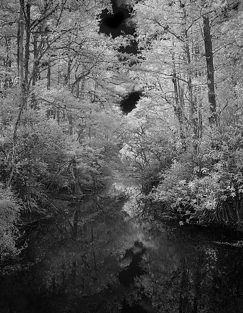 Everglades Stream by Terry Palmer