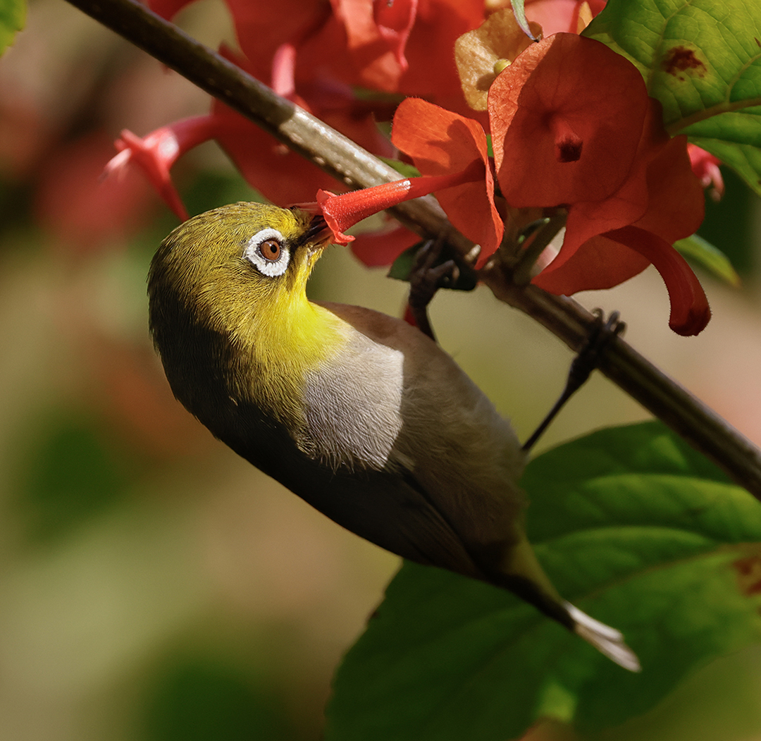 Drinking Nectar by Tony Au Yeong