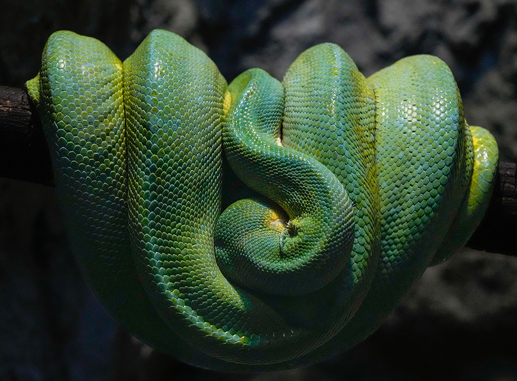 A Sleeping Green Bamboo Viper by Tony Au Yeong