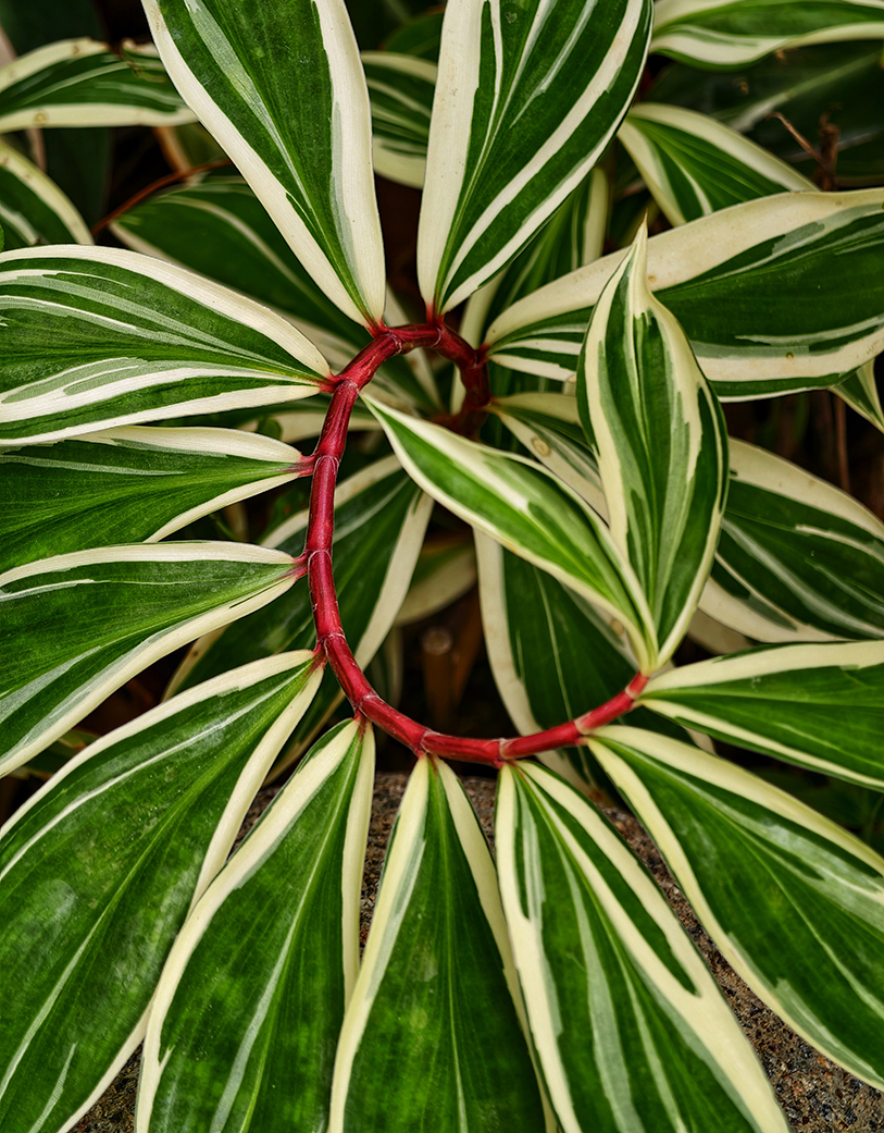 November 2025 - Tony Au Yeong, MPSA