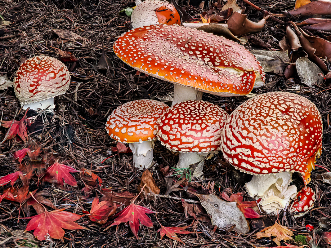 Amanita Muscaria by Lauren Heerschap