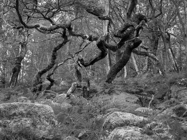 Ancient Woodland by Jon Allanson