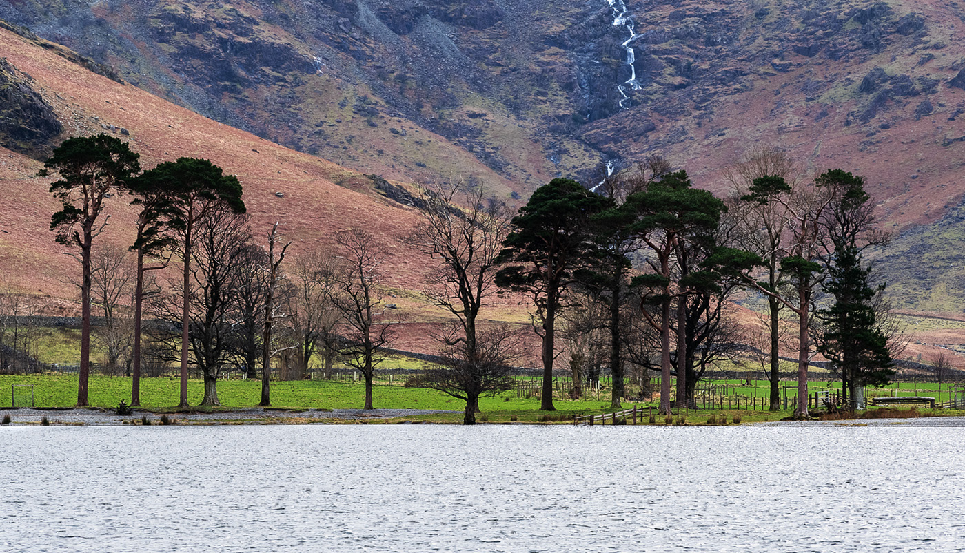 The Buttermere Pines by Jon Allanson