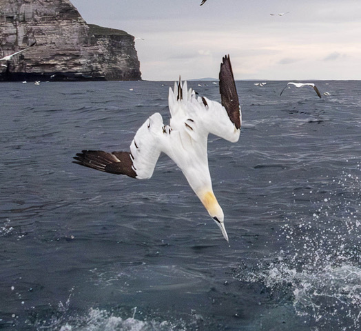 Gannet Diving by Jon Allanson