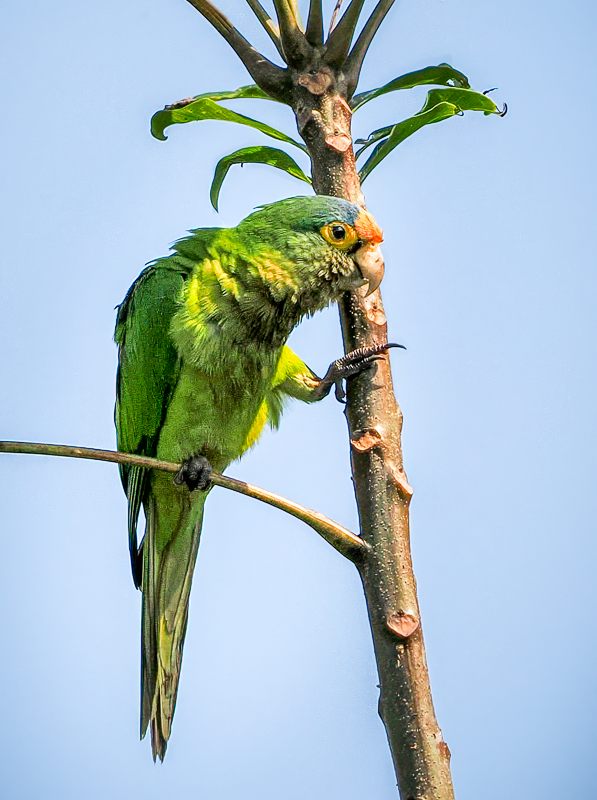 Green Parrot by Lauren Heerschap