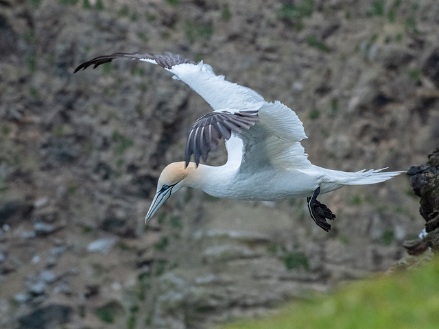 Hanging on the Wind by Jon Allanson