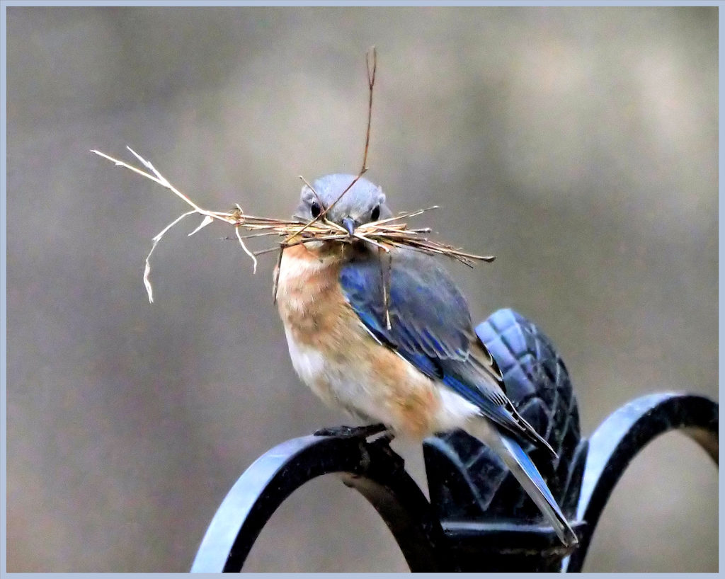 Nest Building by Becca Cambridge