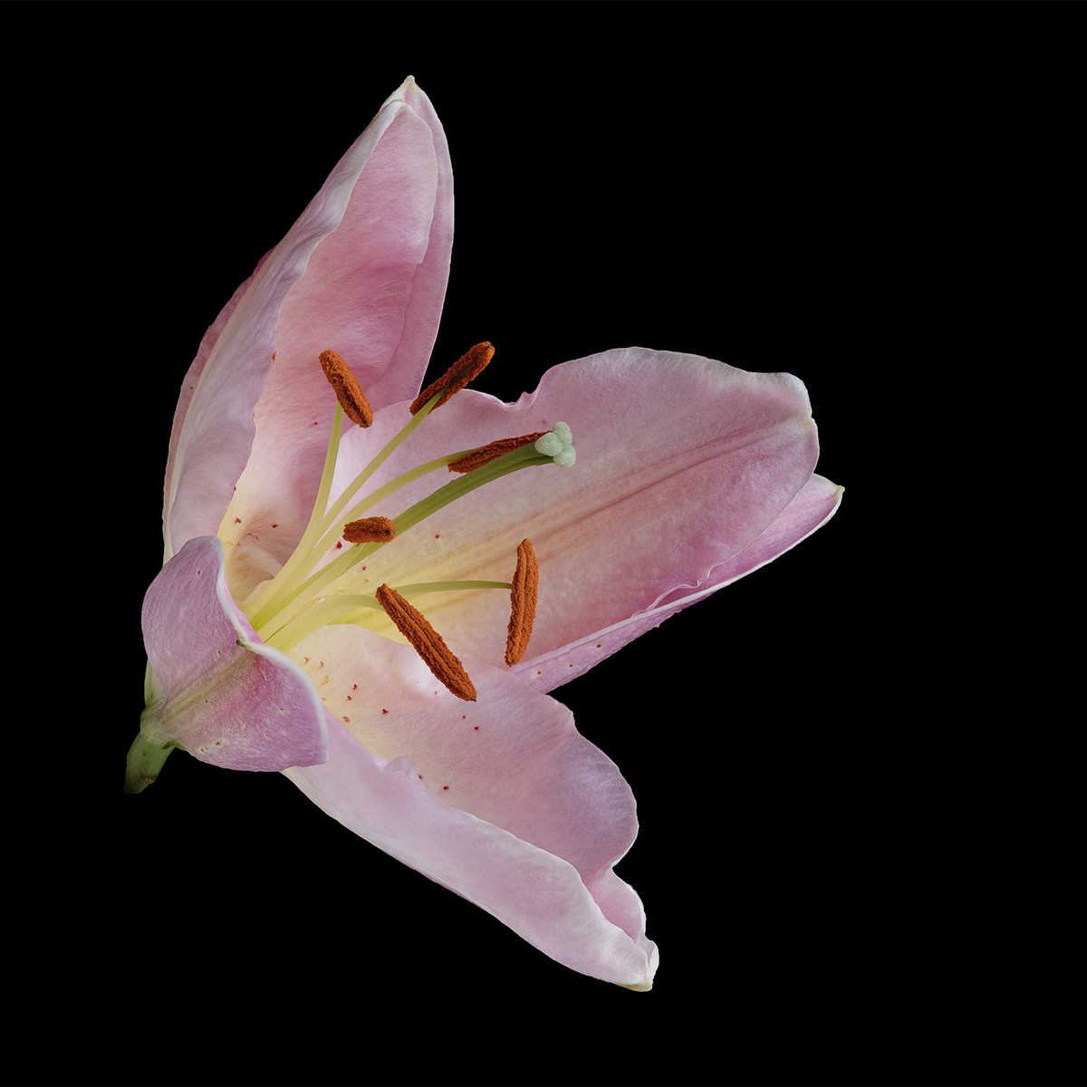 Pink Lily by Jon Allanson