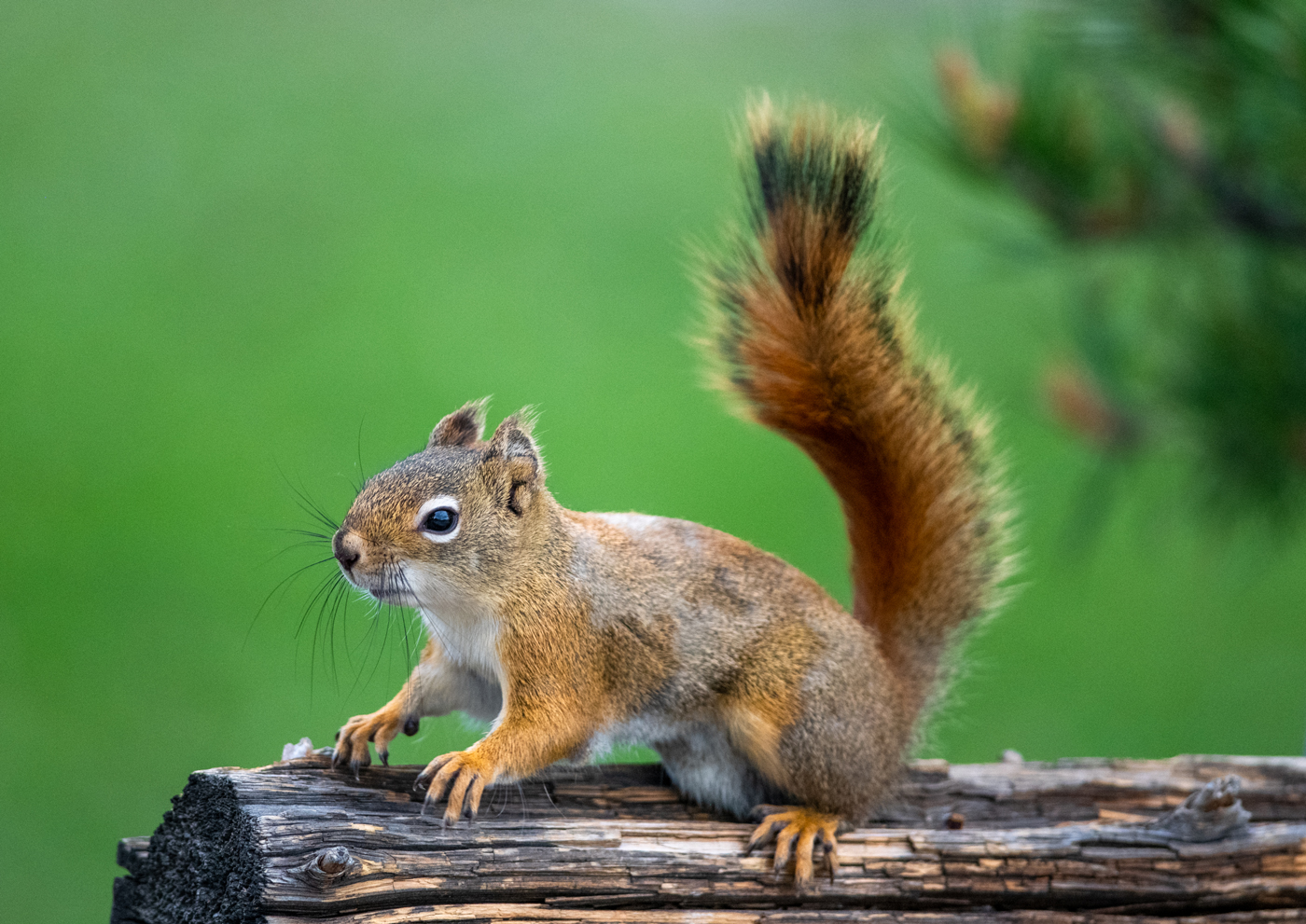 Ready for Adventure by Rizwan Choudhry