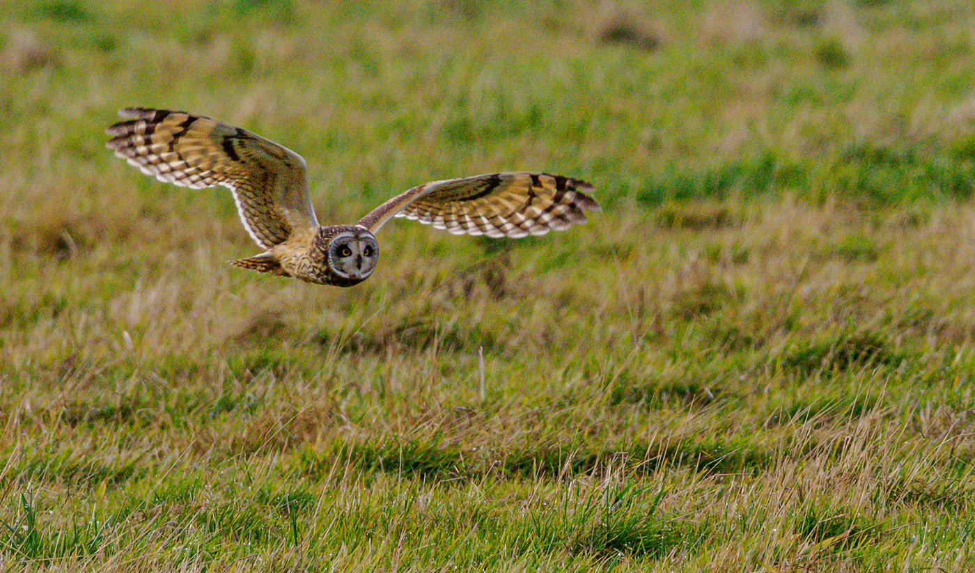 Short Eared Owl by Lauren Heerschap