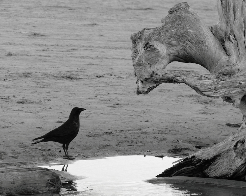 Here's Looking at you Kid by Becca Cambridge