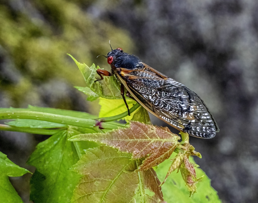Cicada by Renee Schaefer