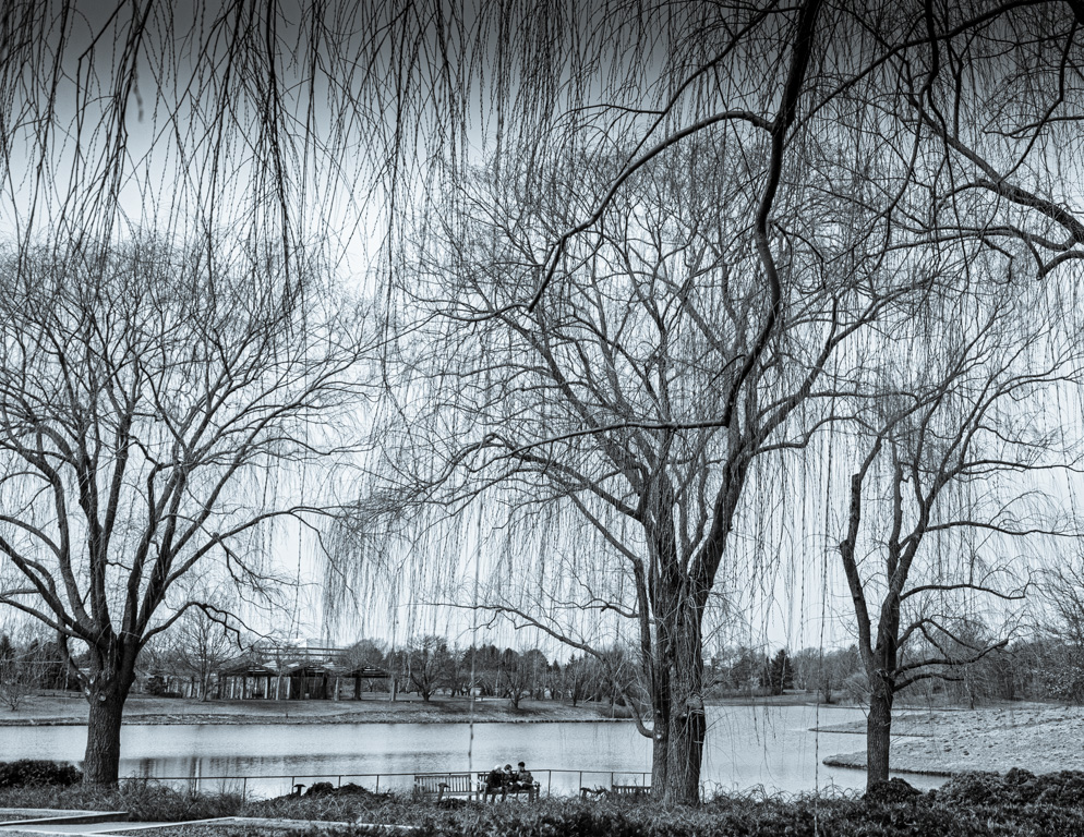 Weeping Willow by Jan van Leijenhorst
