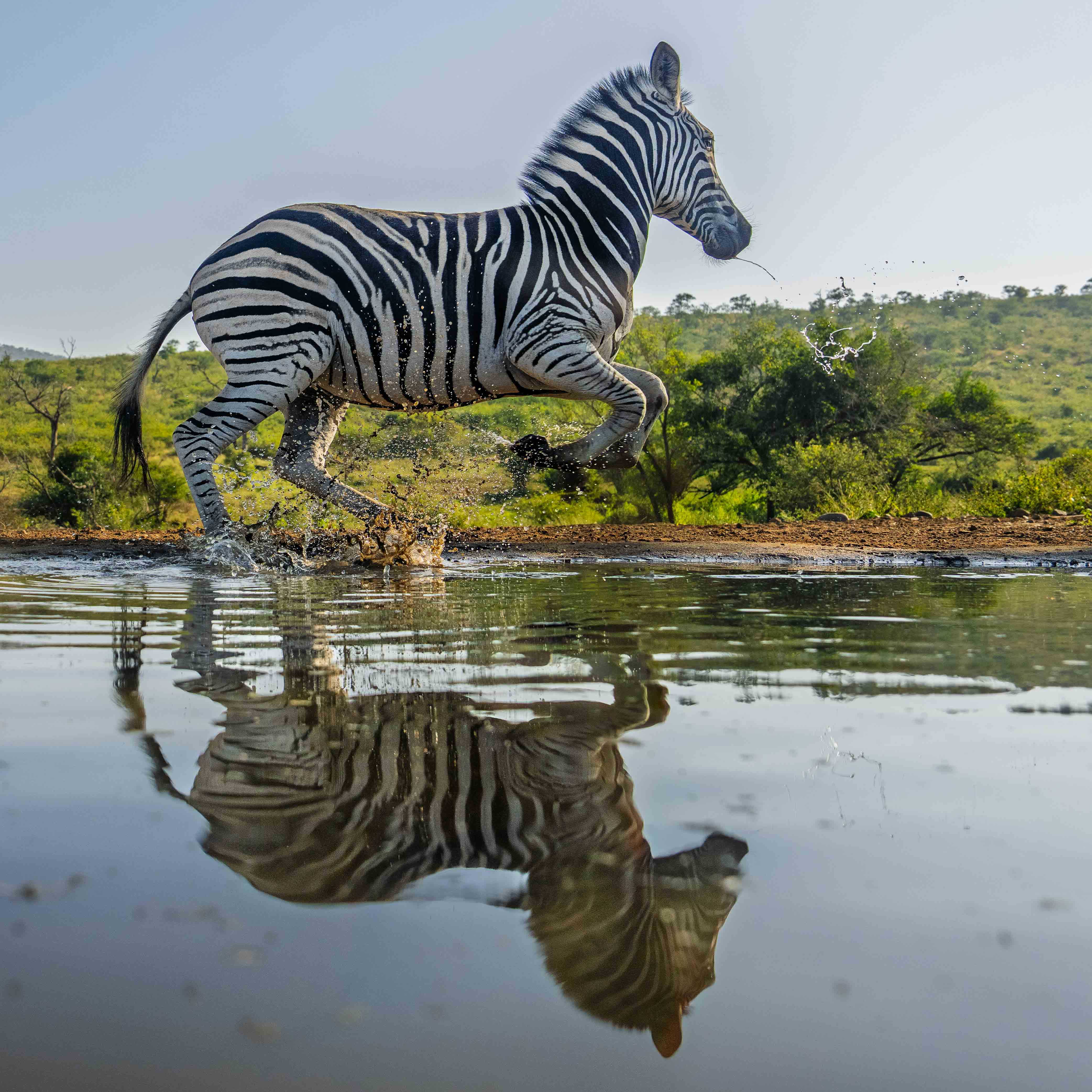 Zebra by Steve Long