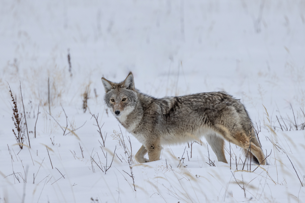 Coyote in Winter by Deborah Milburn