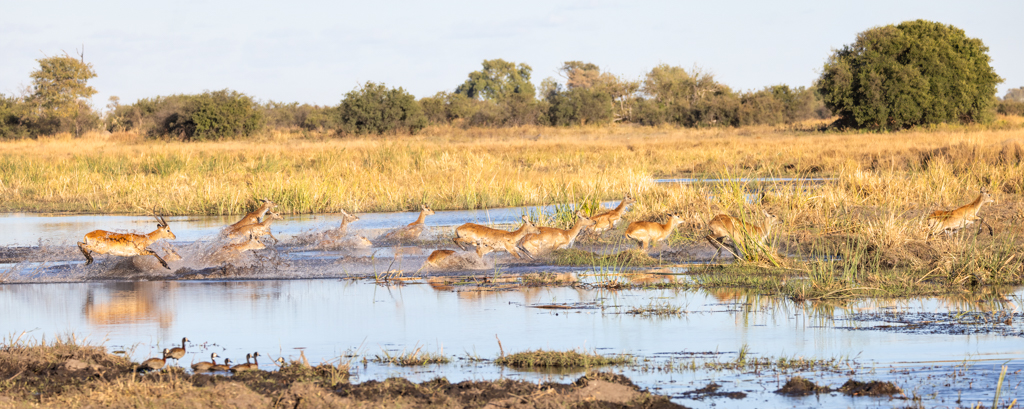 Impala crossing