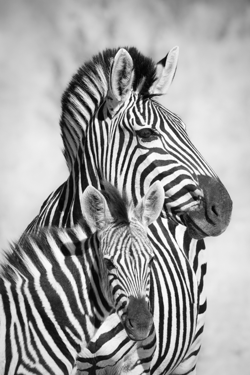 Mom & Babe by Deborah Milburn