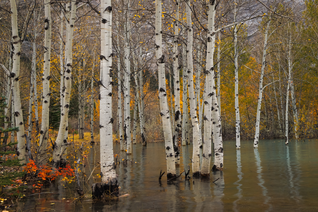 Sunken Trees by Deborah Milburn