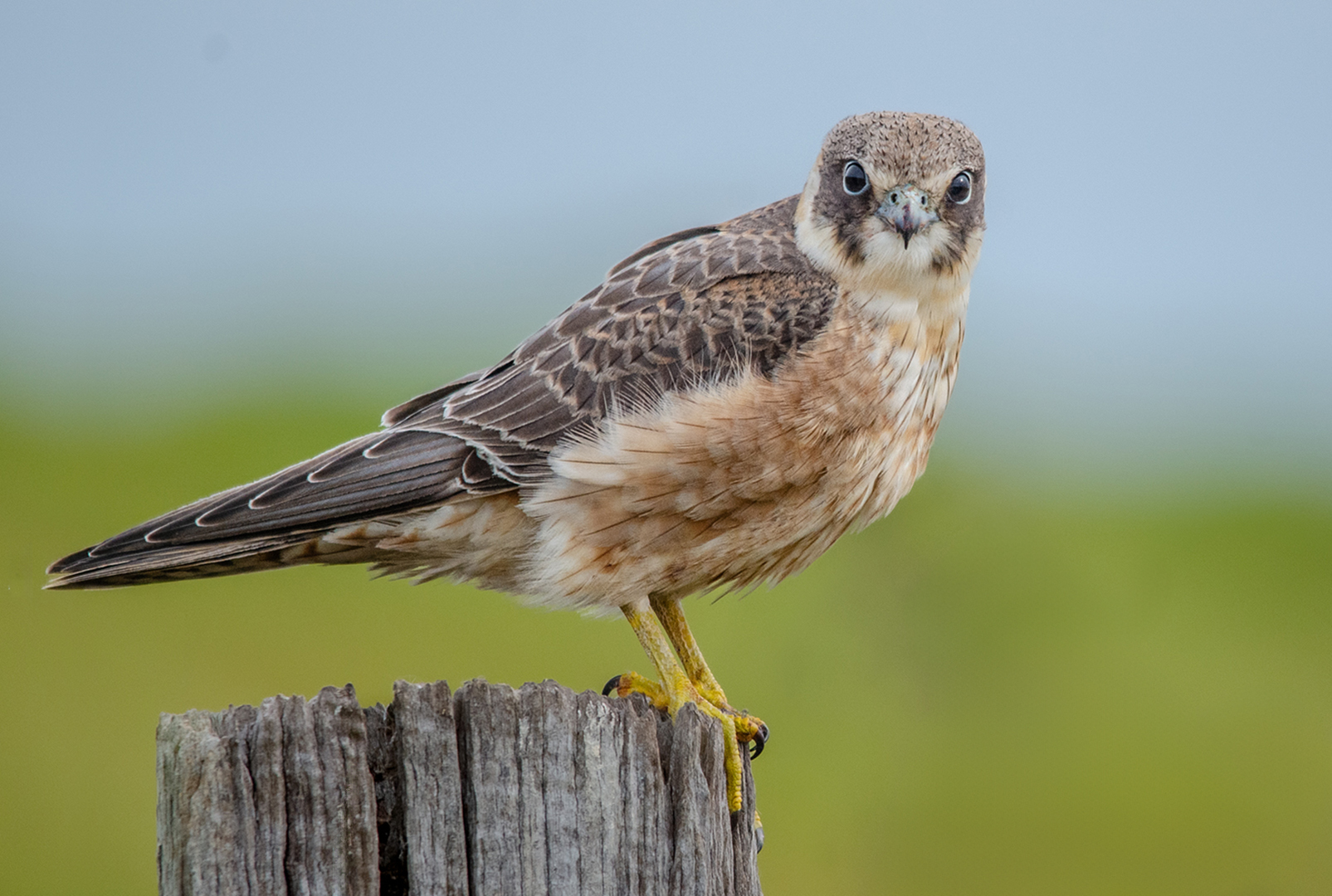 Australian Hobby by Annmarie Finn