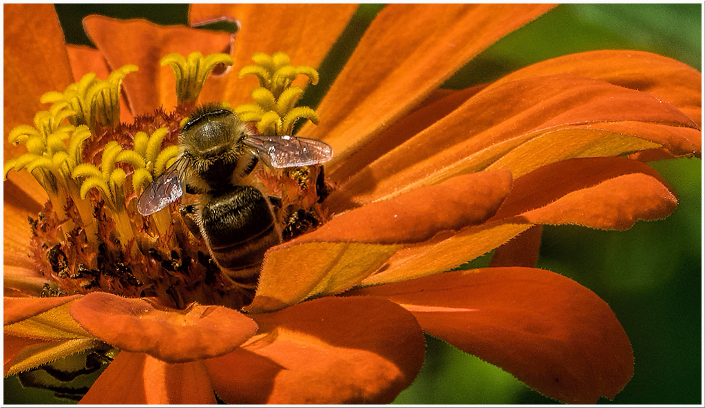 Bee on Dahlia by Sheila Burke-Grey