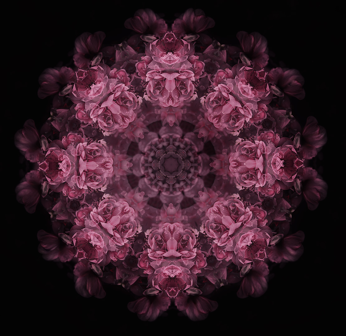 Blossom Mandala by Annmarie Finn