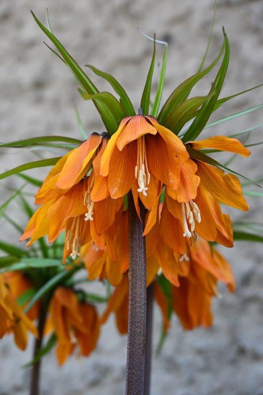 Fritillaria by Deb Thurlbeck