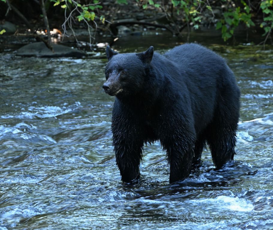 Black Bear by Deb Thurlbeck