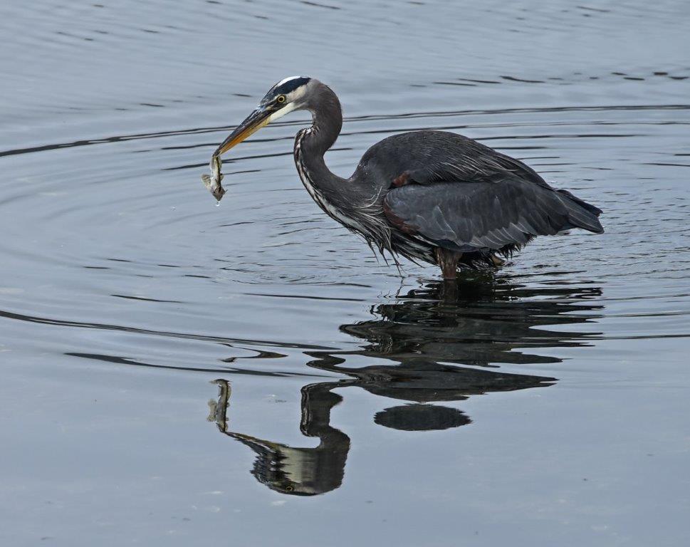 Daily  catch by Deb Thurlbeck