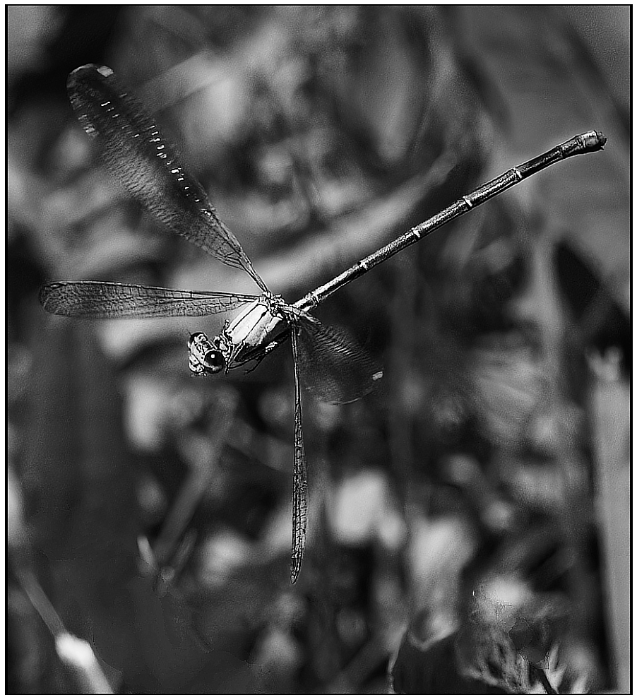 Damsel in Flight by Scott Lively
