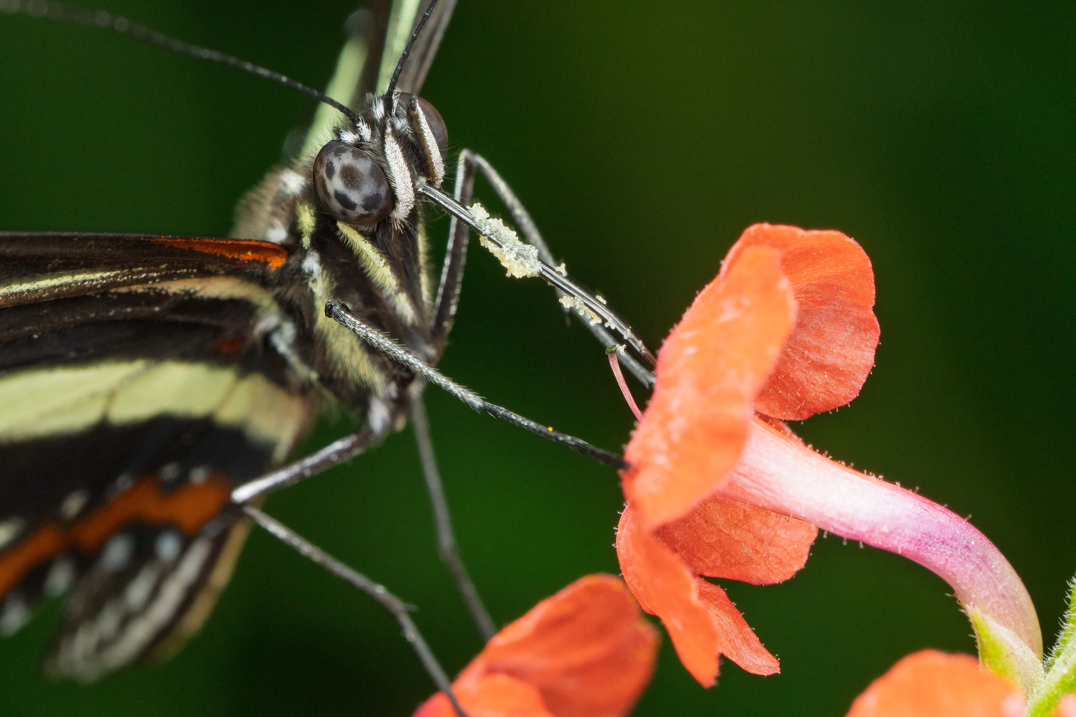 Macro by Steve Long