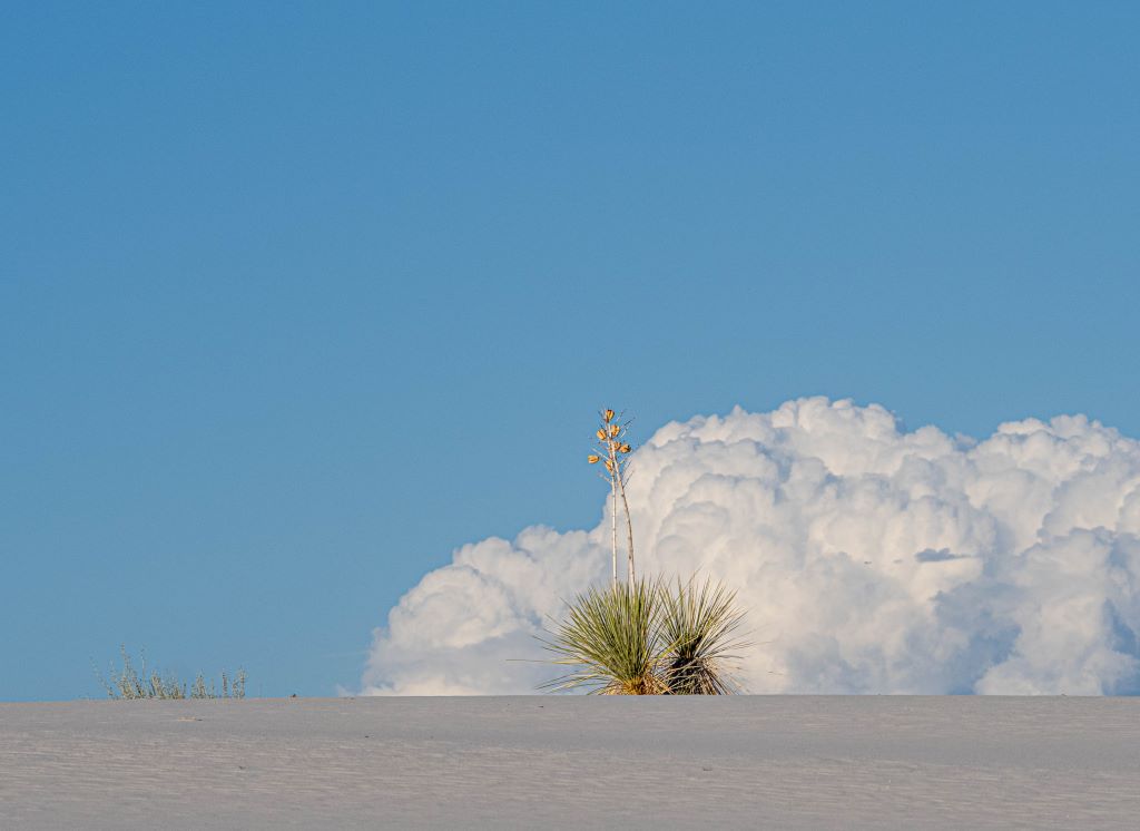 The Lone Yucca by Kathy Brand