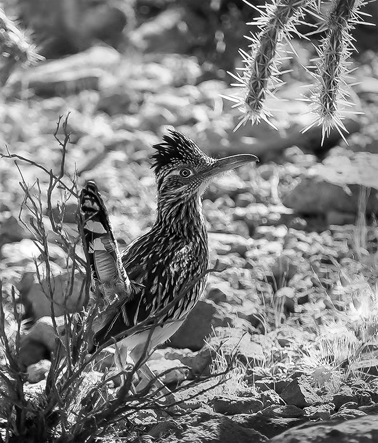 Roadrunner by Sheila Burke-Grey