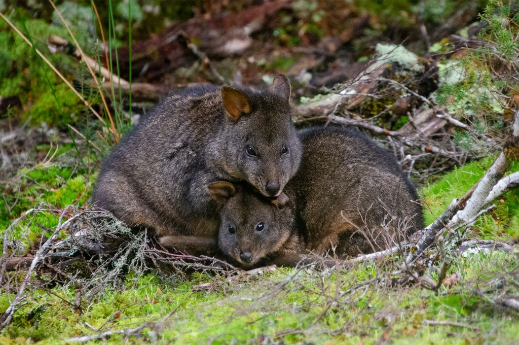 Snuggling Pademelons