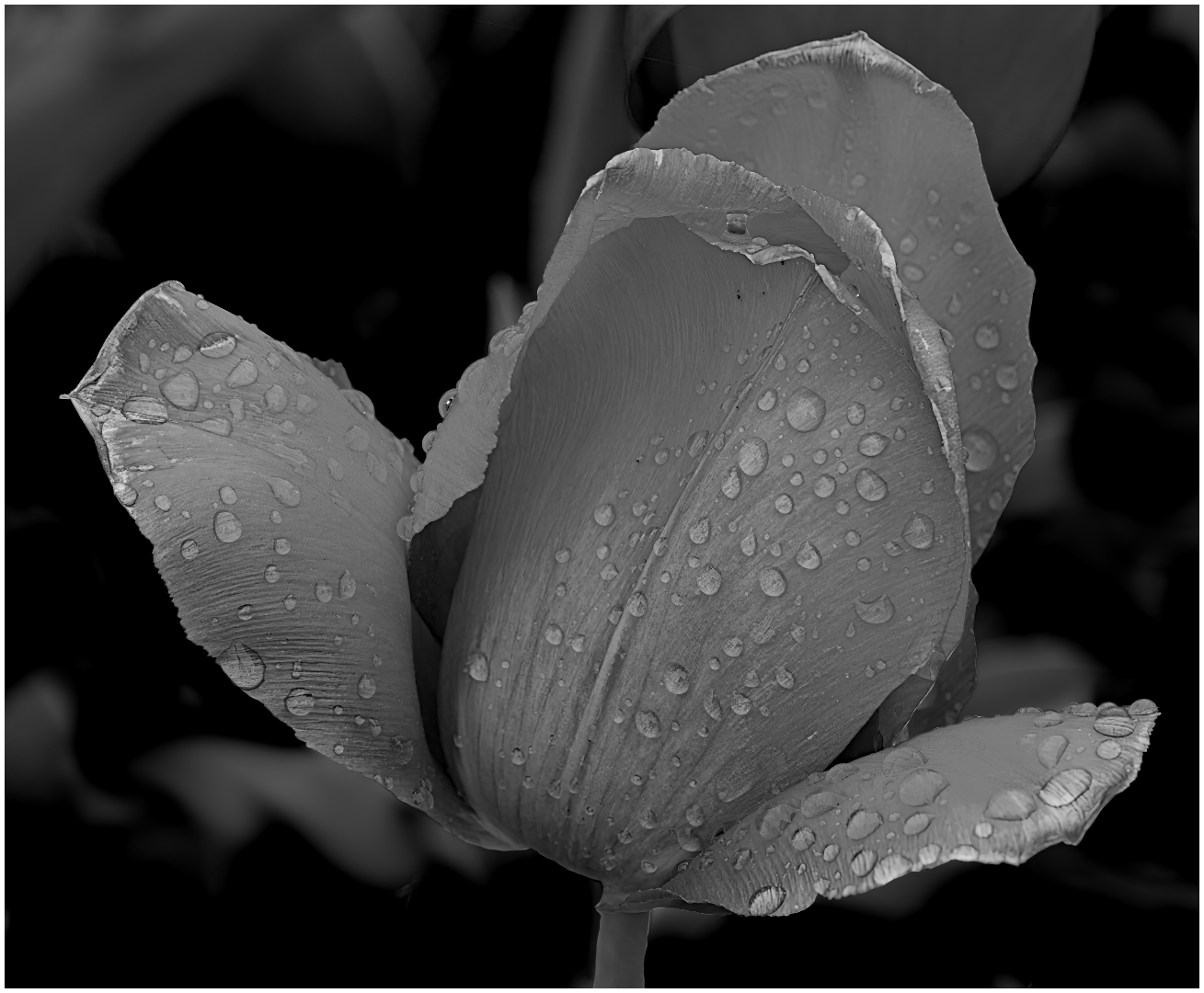 Tulip with raindrops by Scott Lively