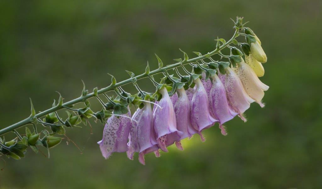 Foxglove by Deb Thurlbeck