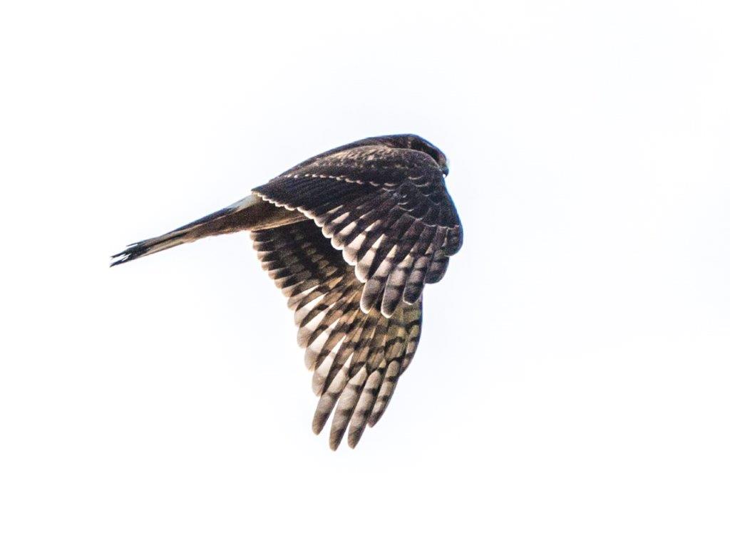 Cooper's Hawk by Deb Thurlbeck