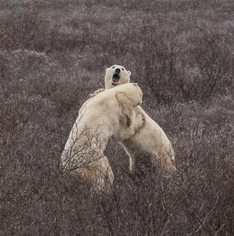 Bears wresting in a Snowstorm by Deb Thurlbeck