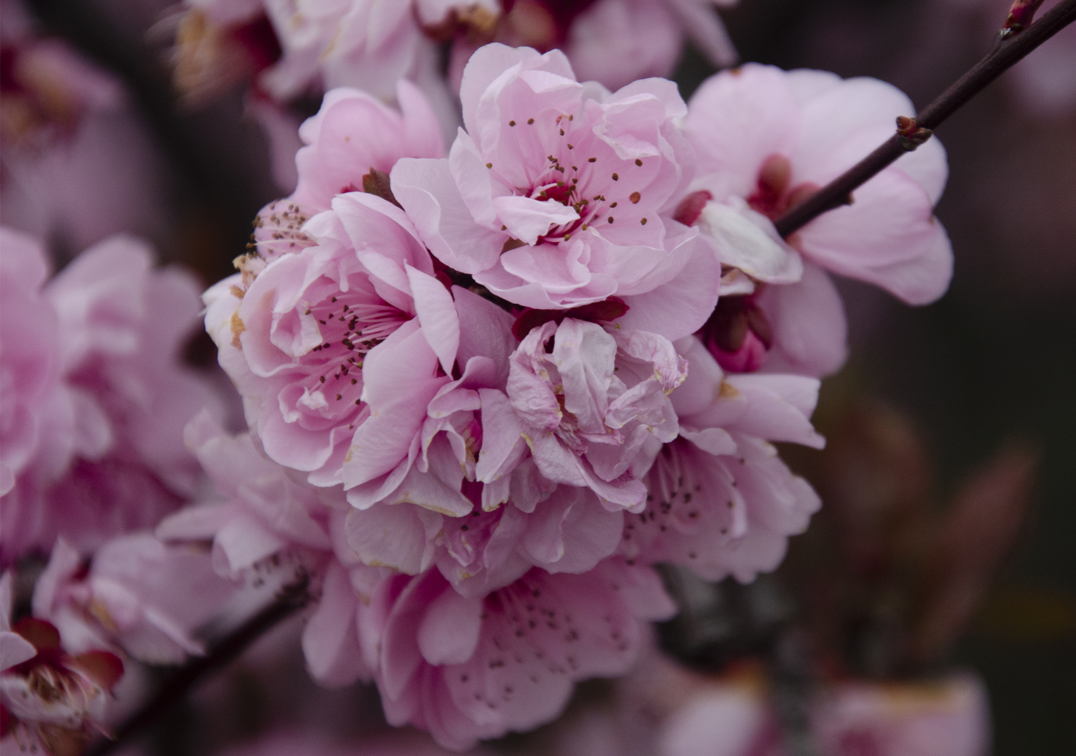 April 2026 - Annmarie Finn