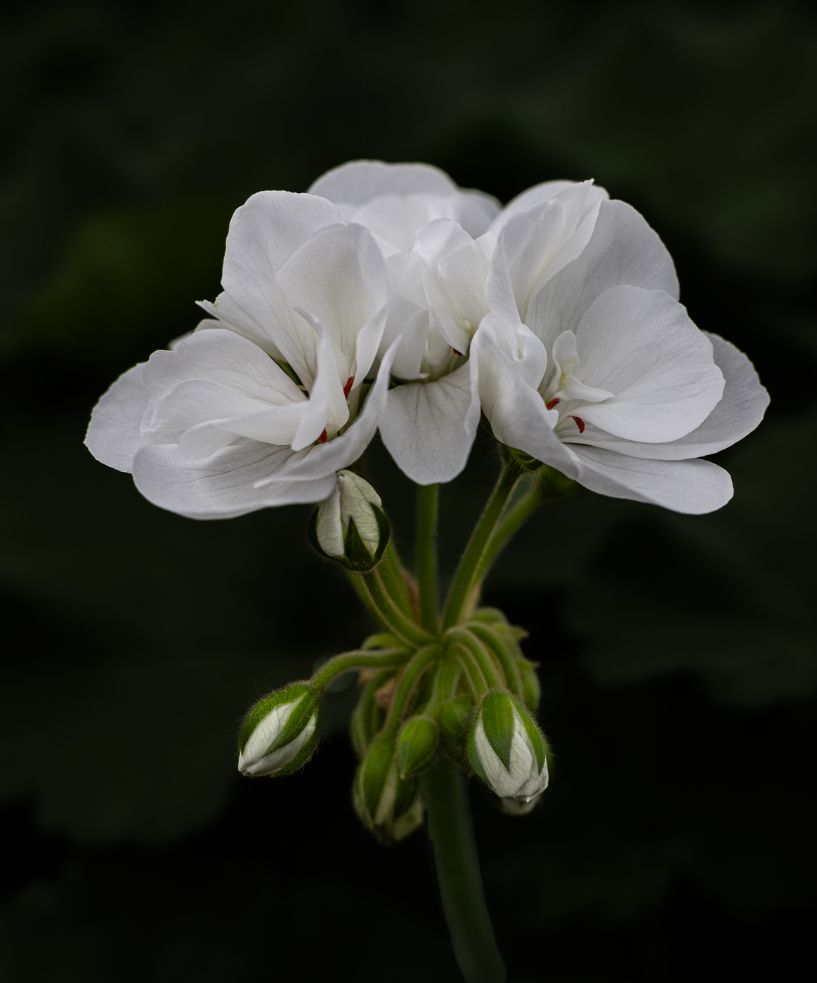 Buds, Blooms, and Becoming   by Elaine Miller