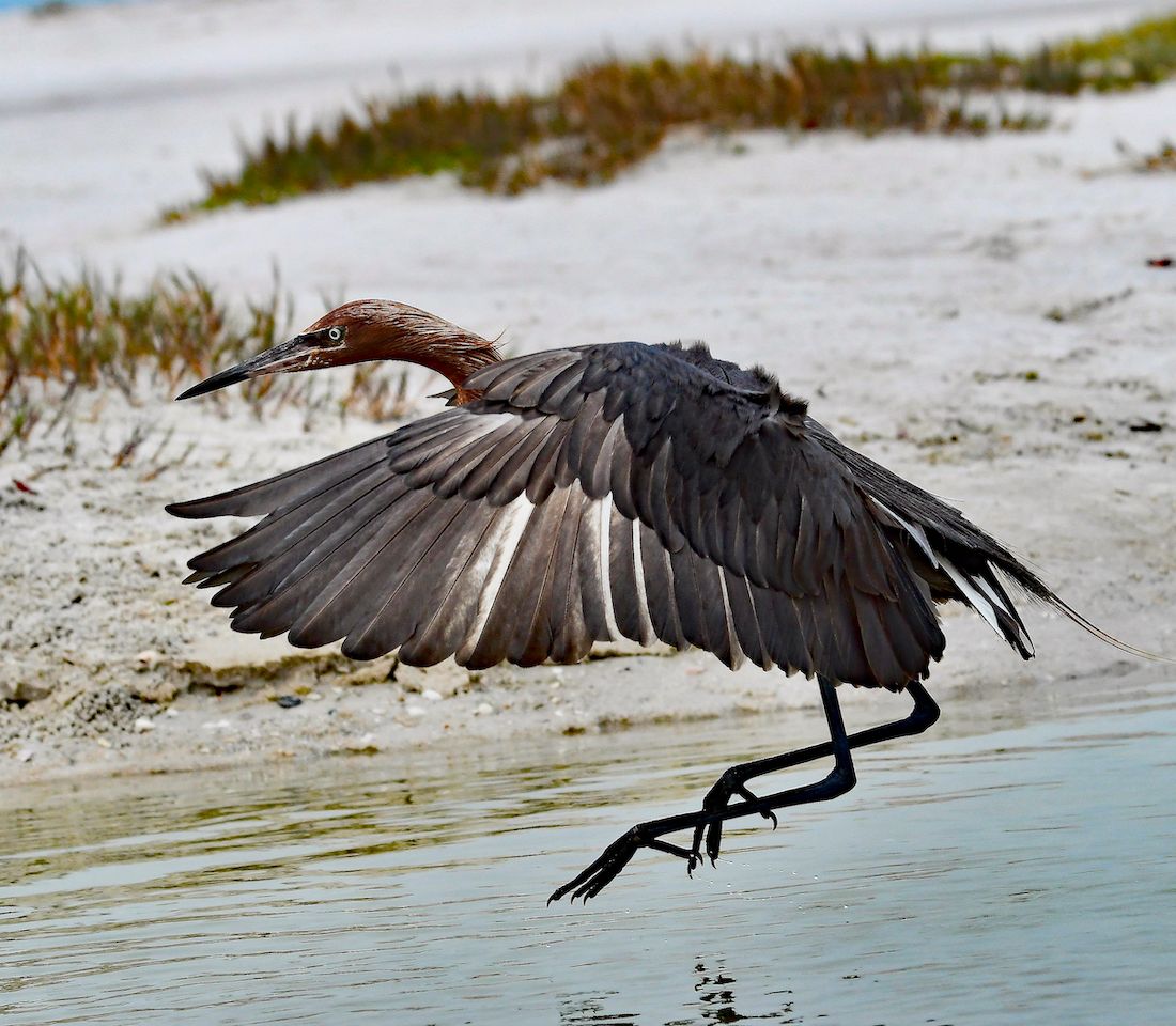 COMING IN FOR A LANDING by Kathy Buckard