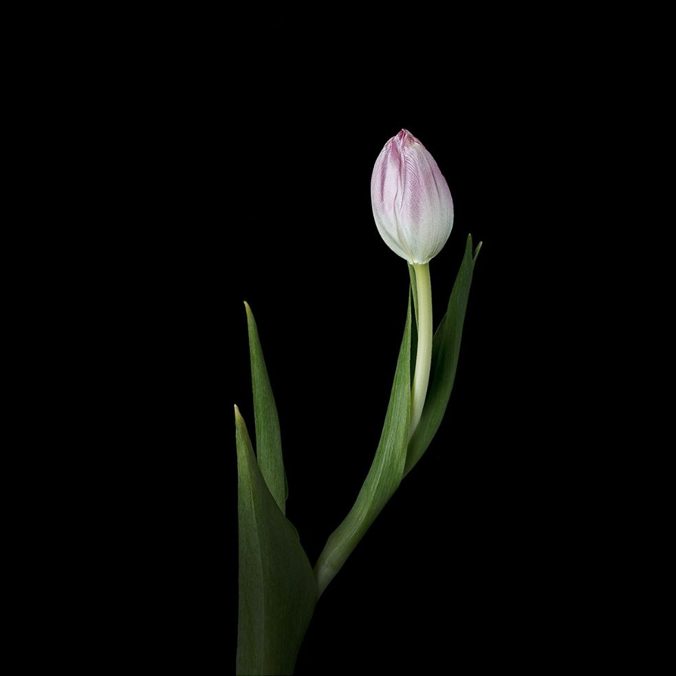 Curved Tulip by Joel Hauschild