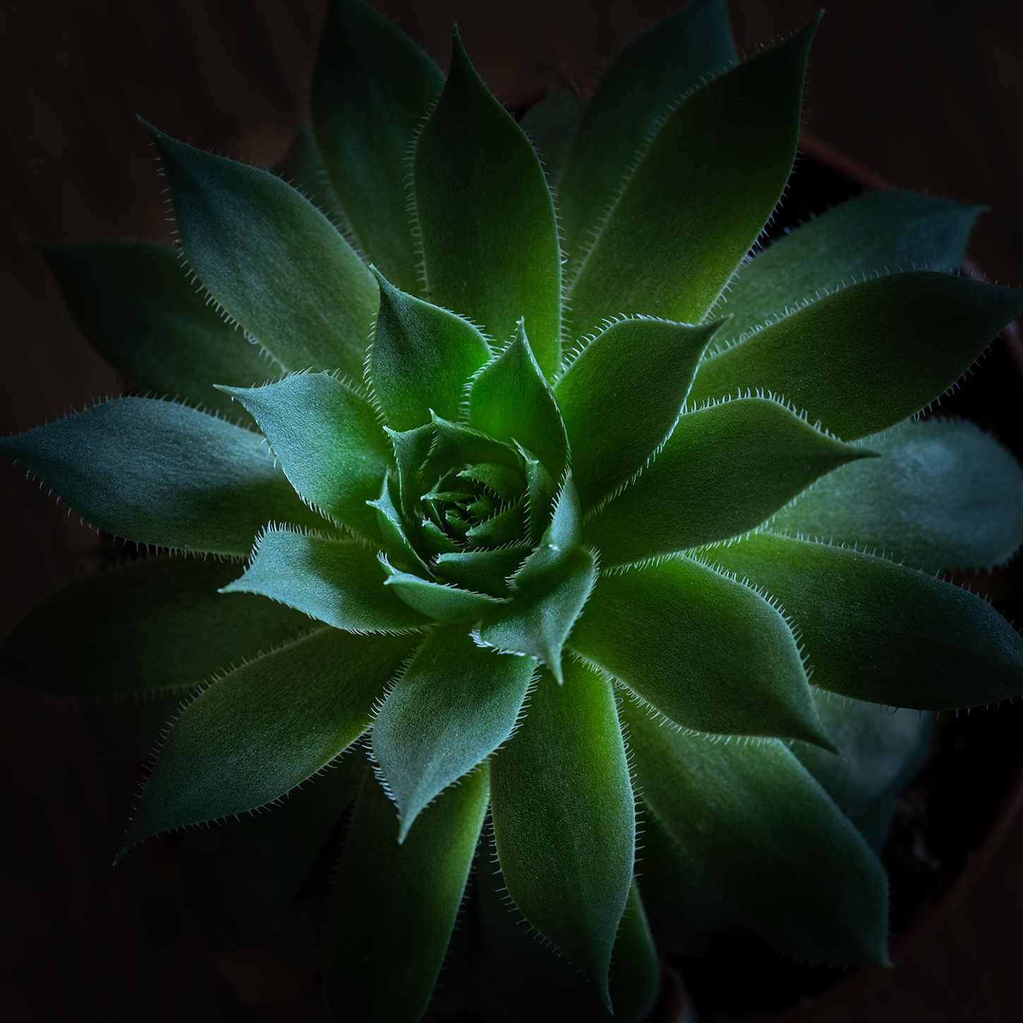 Succulent by Elaine Miller