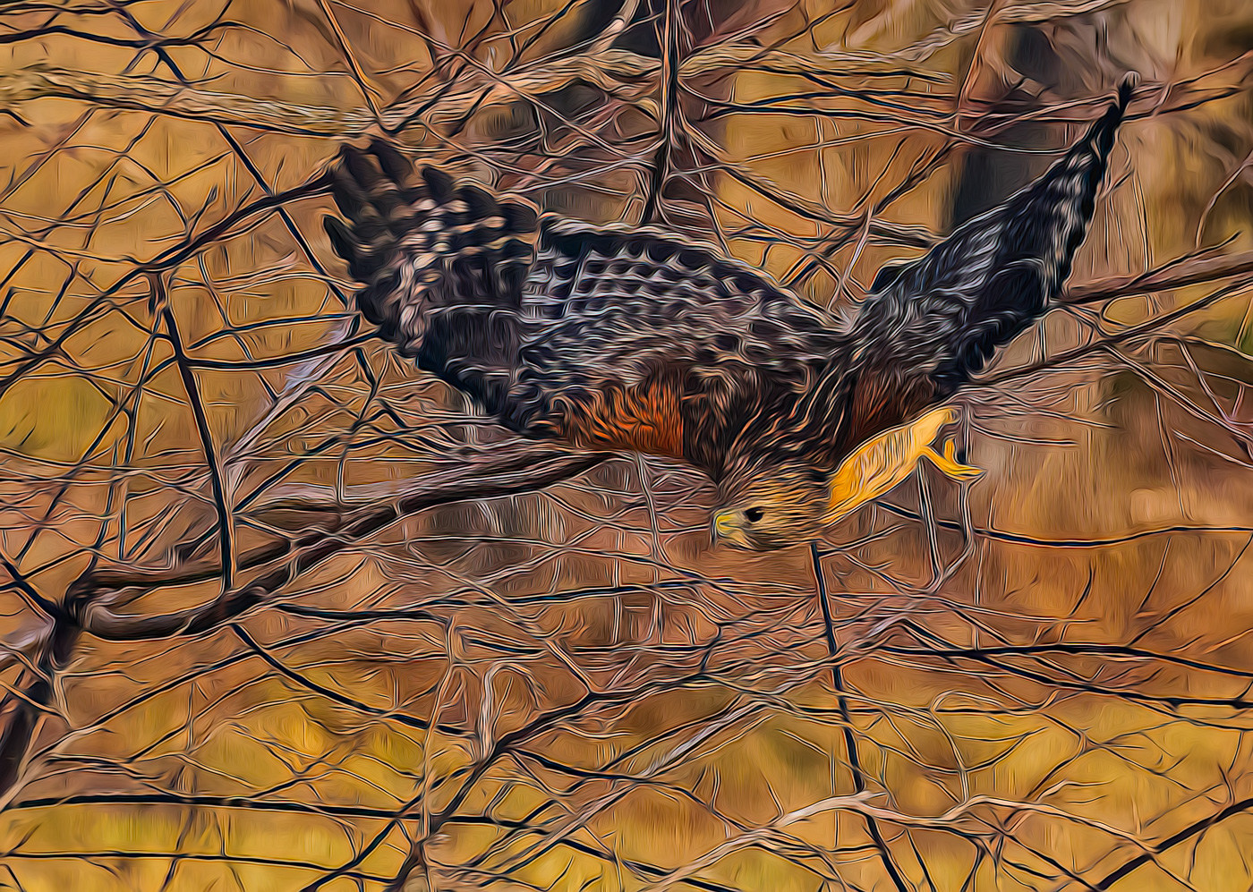 Red Shouldered Hawk by Bob Legg