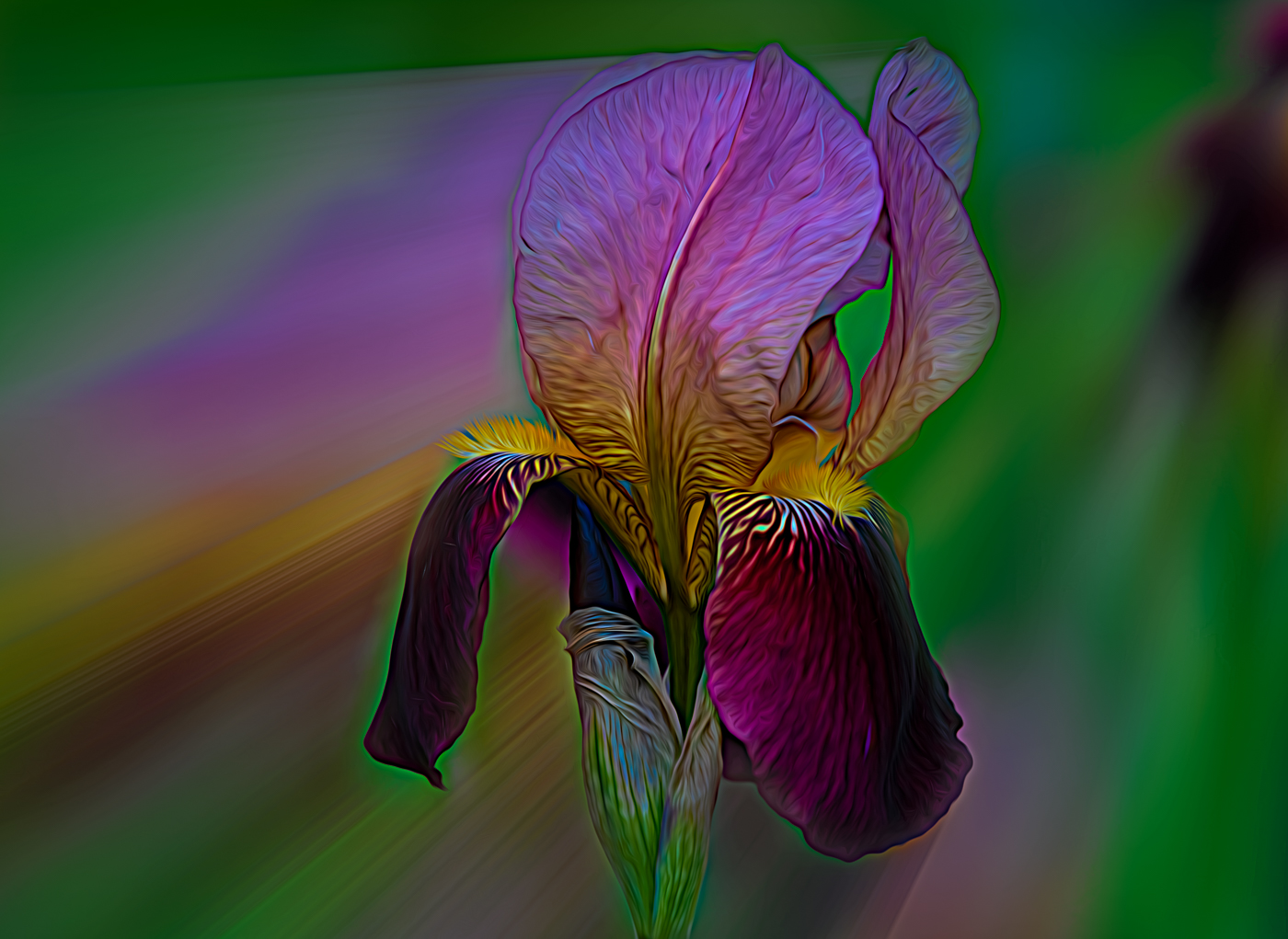 Iris Expressionism585 by Bob Legg