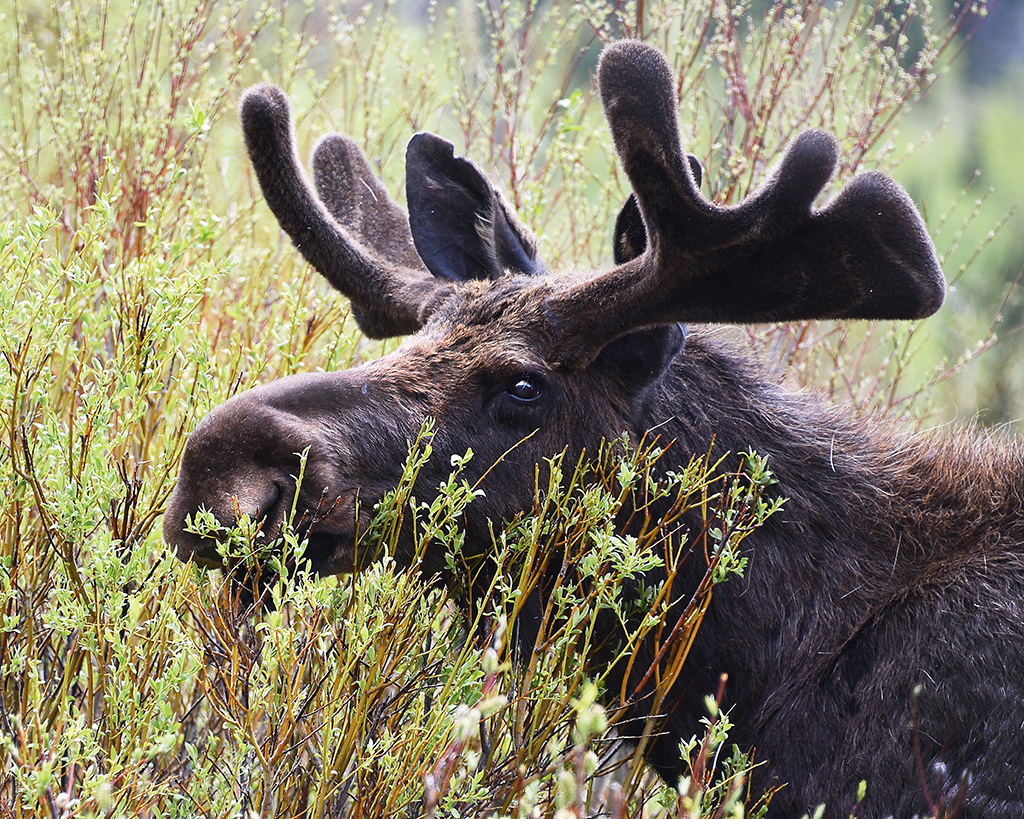 Moose On The Loose by Karen Harris