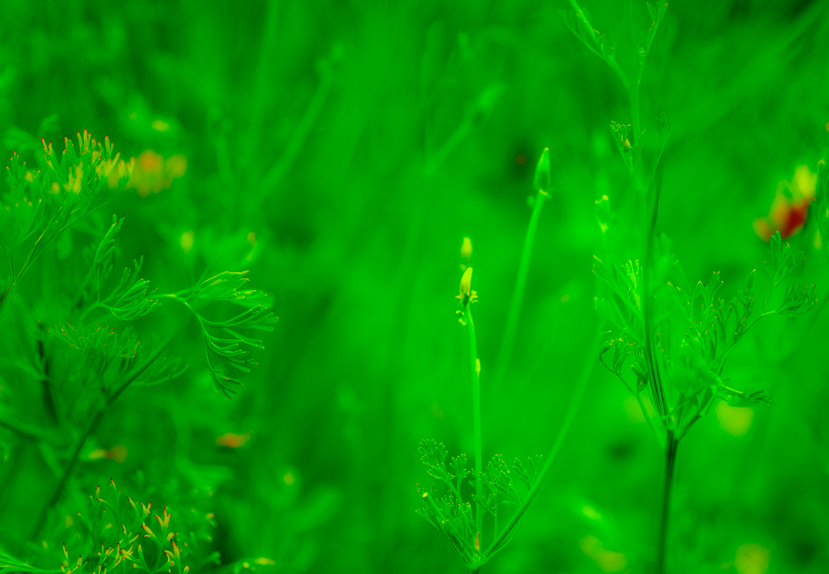 The Garden by Bob Wills