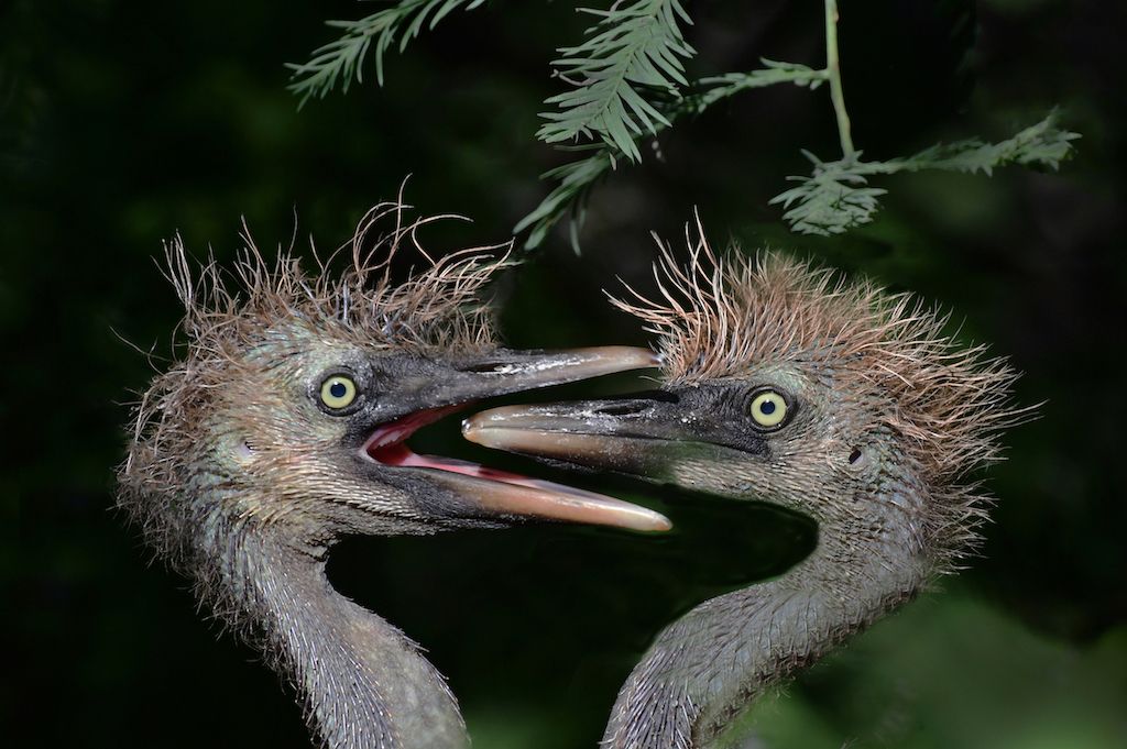 SAY AHH!!!! by Kathy Buckard